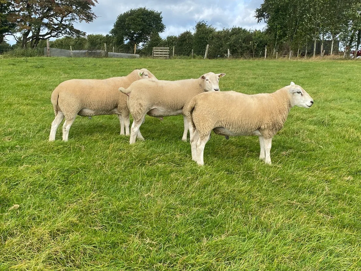 Lleyn Hogget Rams - Image 3