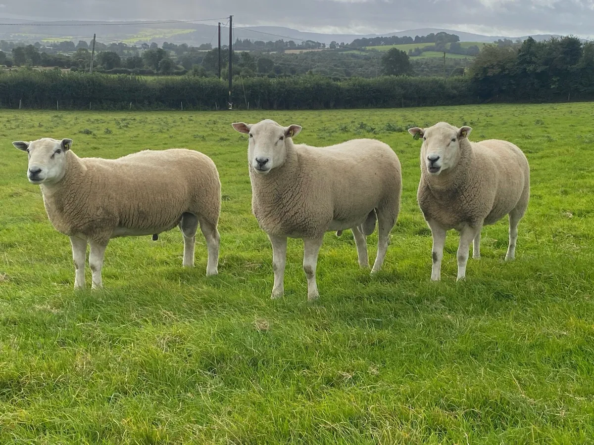 Lleyn Hogget Rams - Image 4
