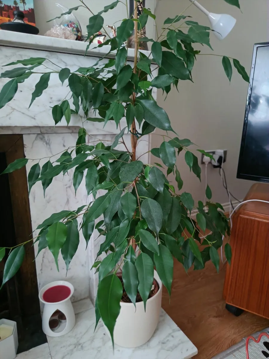 Ficus benjamina - Image 1