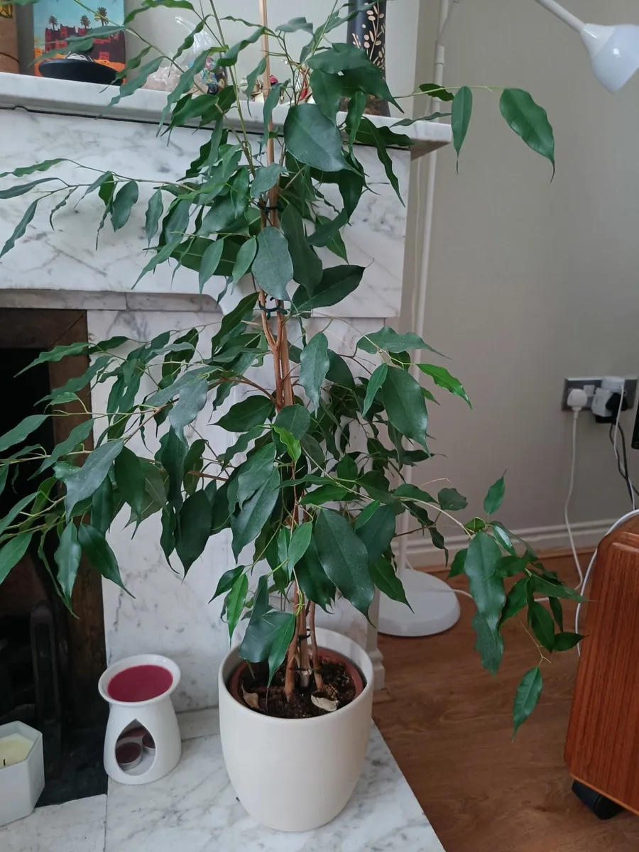 Ficus benjamina - Image 2