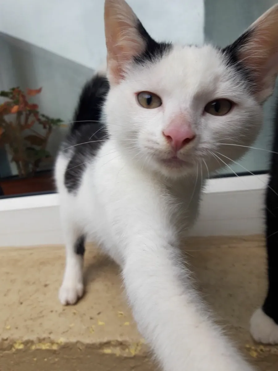Kittens - Image 2