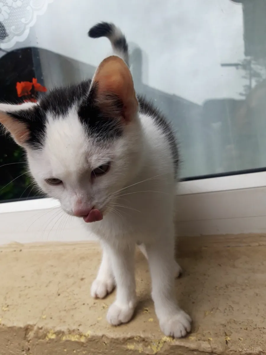 Kittens - Image 3