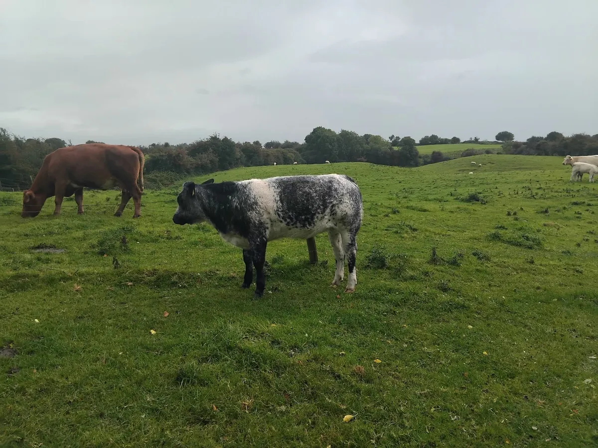 Heifer weanling - Image 4