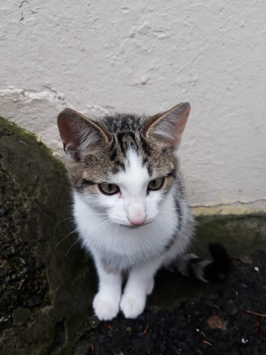 Kittens - Image 4