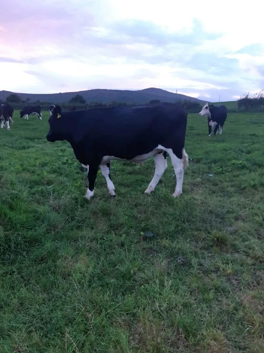 DUNGARAVAN MART. Friesian Bullocks - Image 2