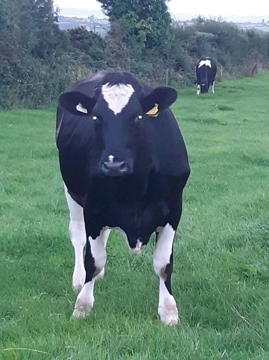 DUNGARAVAN MART. Friesian Bullocks - Image 3
