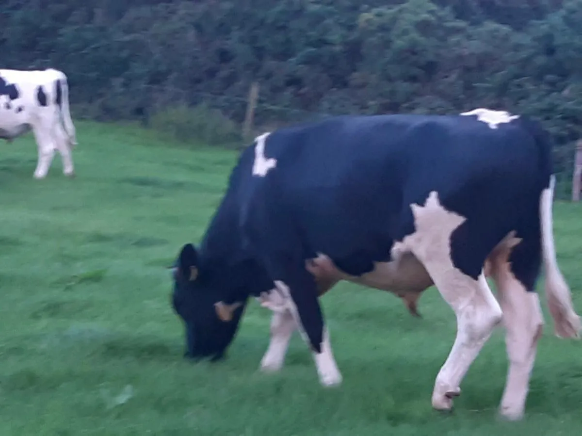 DUNGARAVAN MART. Friesian Bullocks - Image 4