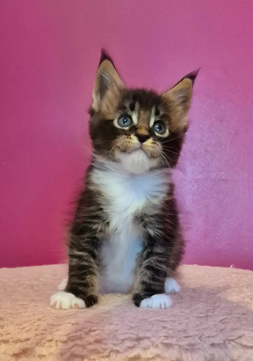 Maine coon kittens gccf reg - Image 2