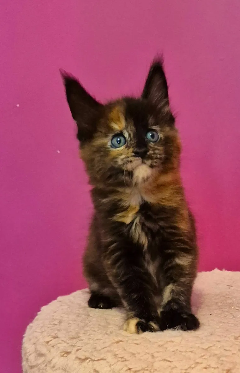 Maine coon kittens gccf reg - Image 3