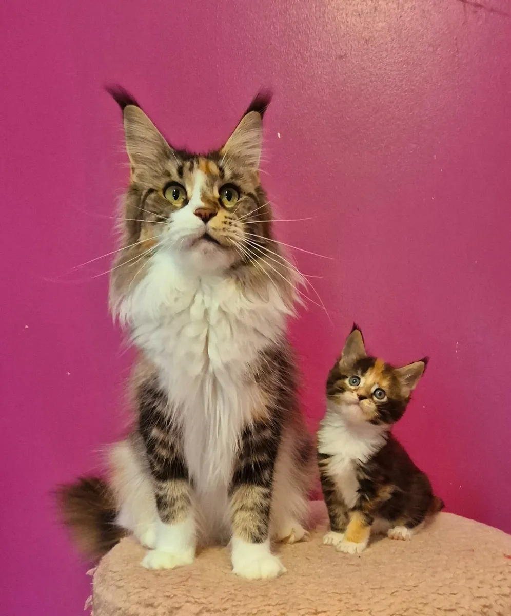 Maine coon kittens gccf reg - Image 4