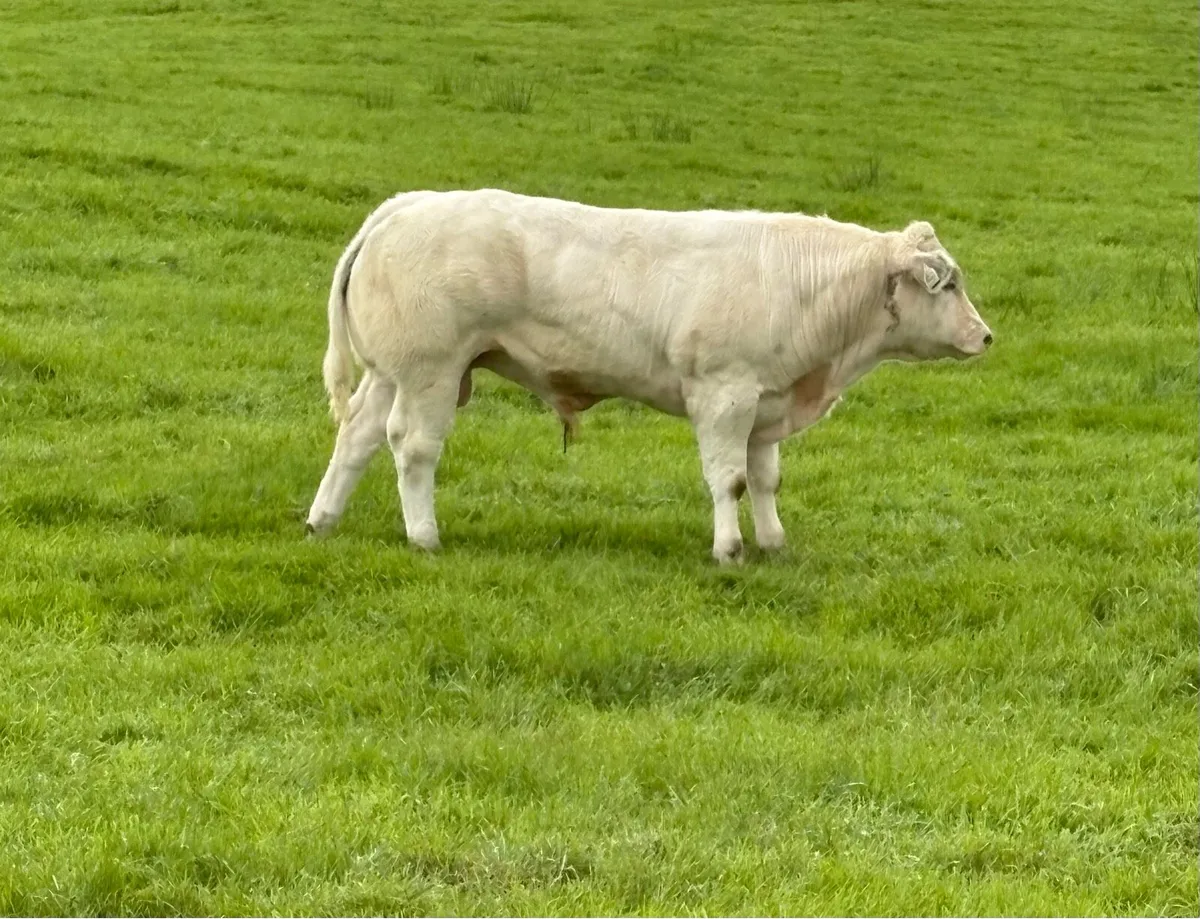Bull Weanlings - Image 1