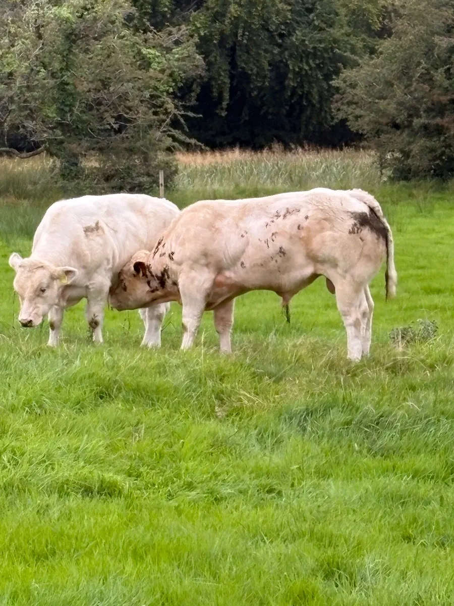 Bull Weanlings - Image 2