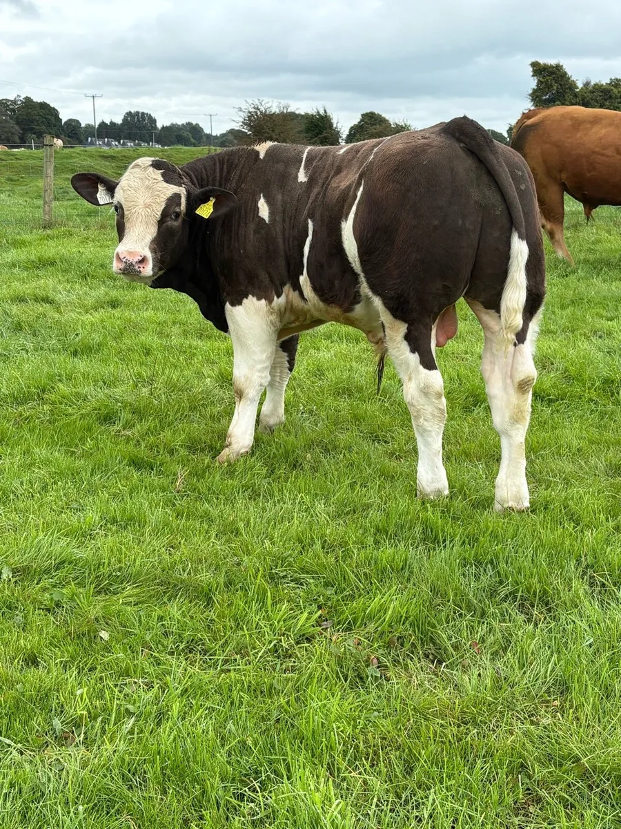 Bull Weanlings - Image 3