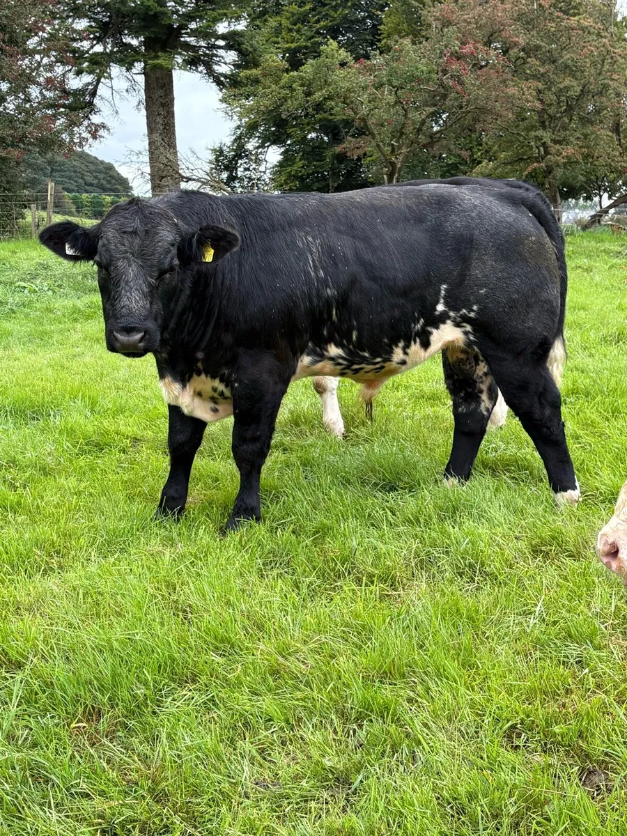 Bull Weanlings - Image 4