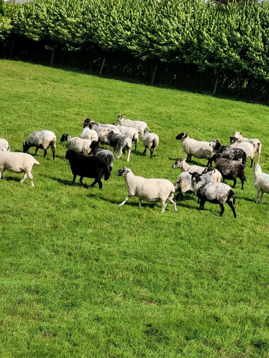Breeding ewes - Image 2