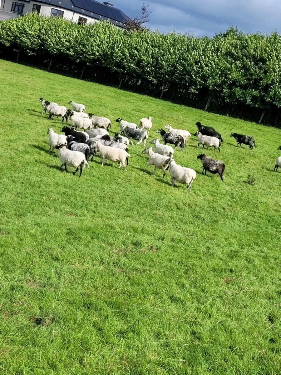 Breeding ewes - Image 3
