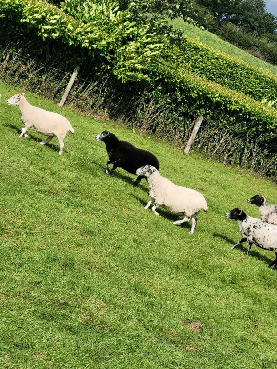Breeding ewes - Image 4