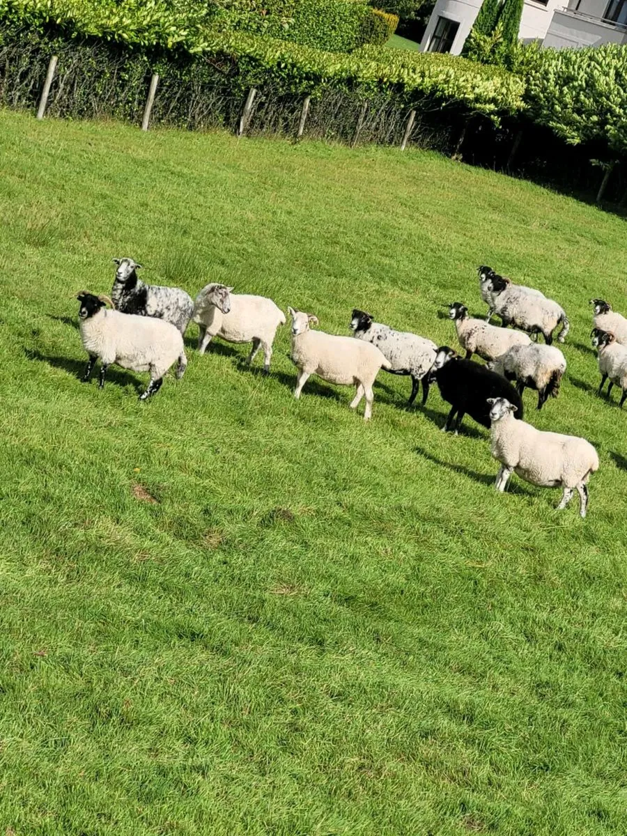 Breeding ewes - Image 1