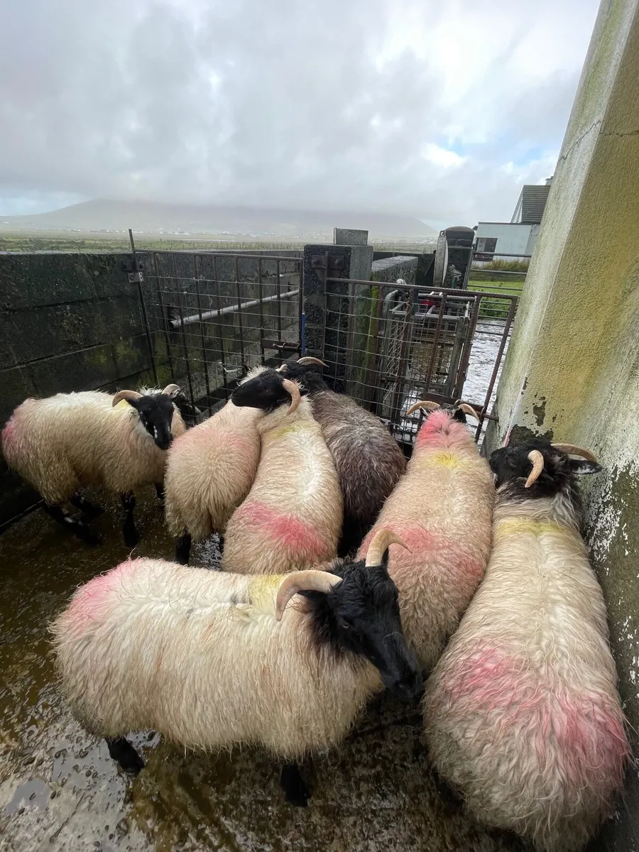 8 Strong Mayo Blackface Ewe Lambs - Image 2