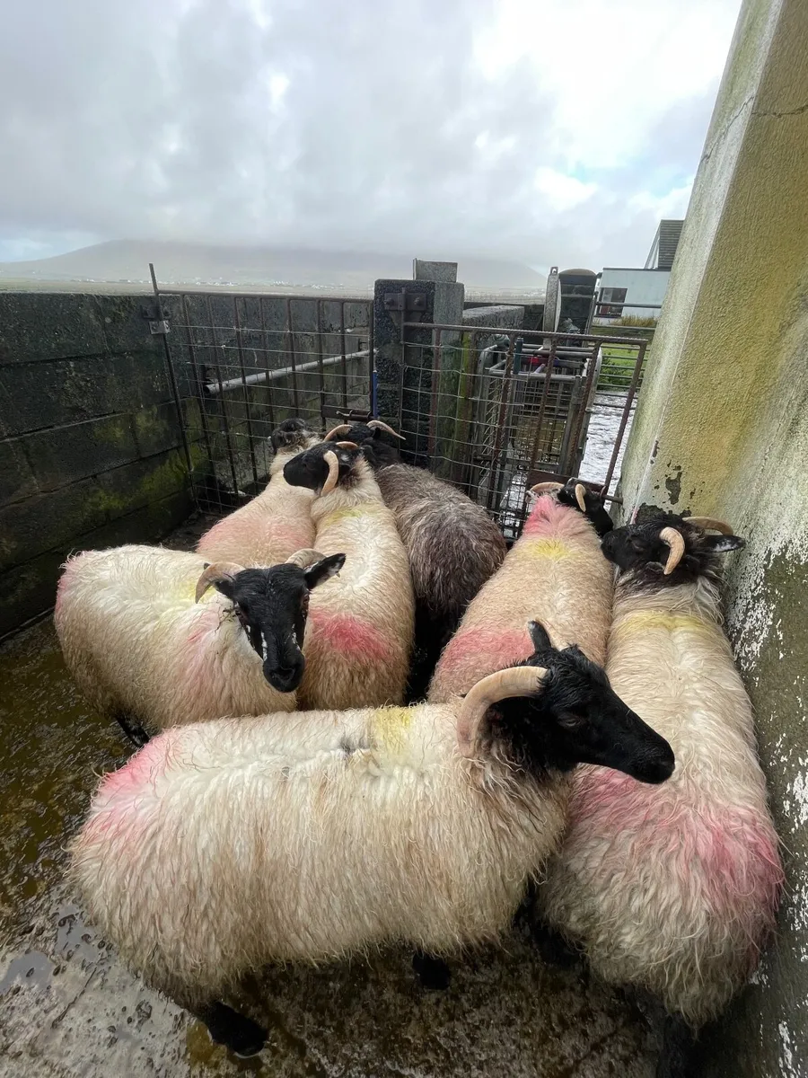 8 Strong Mayo Blackface Ewe Lambs - Image 1