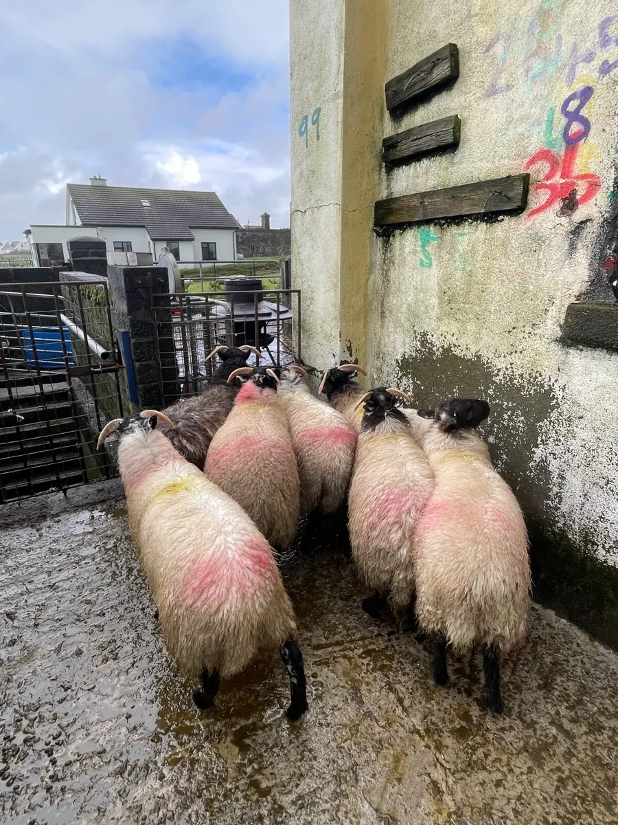 8 Strong Mayo Blackface Ewe Lambs - Image 3