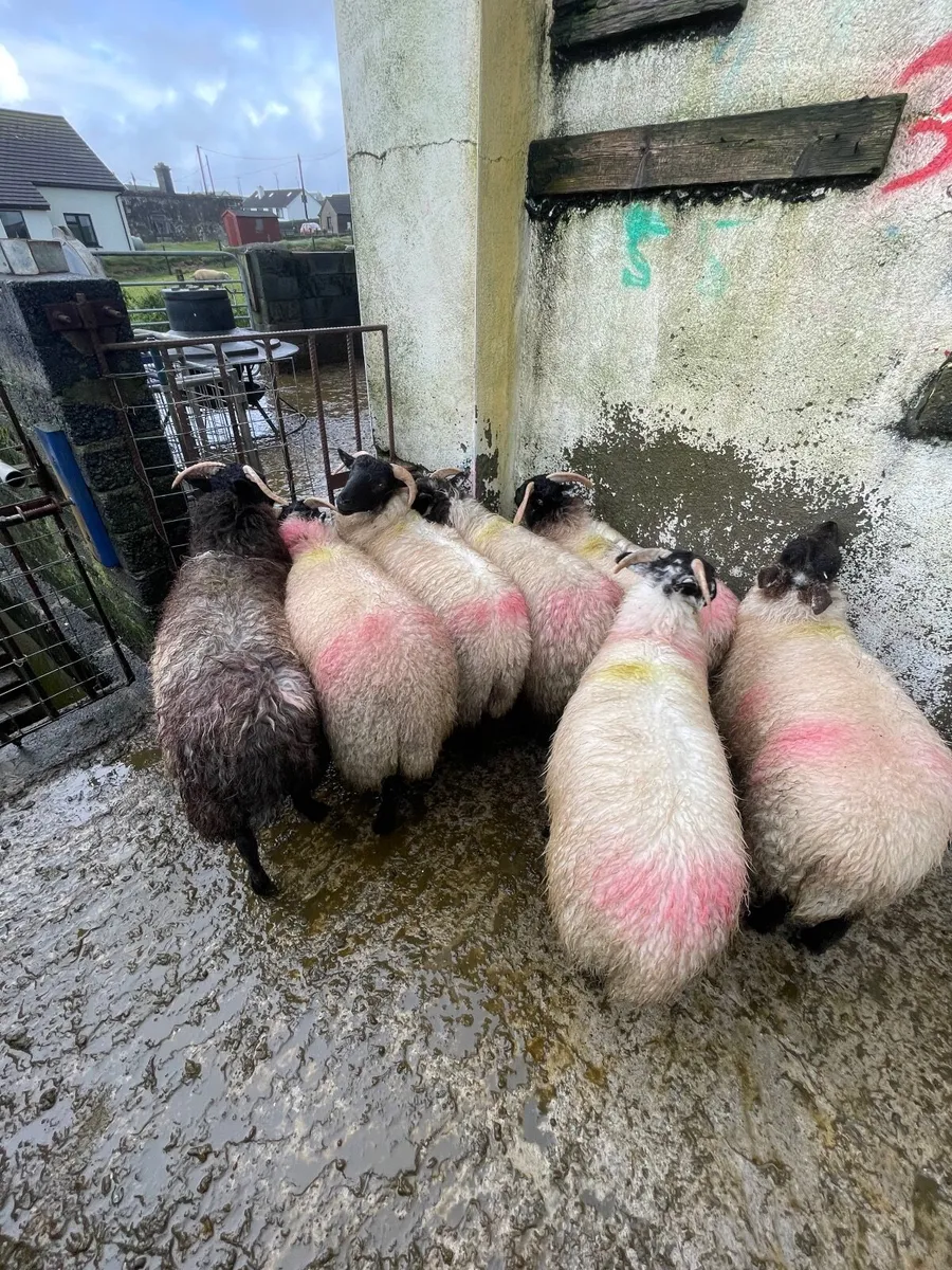 8 Strong Mayo Blackface Ewe Lambs - Image 4