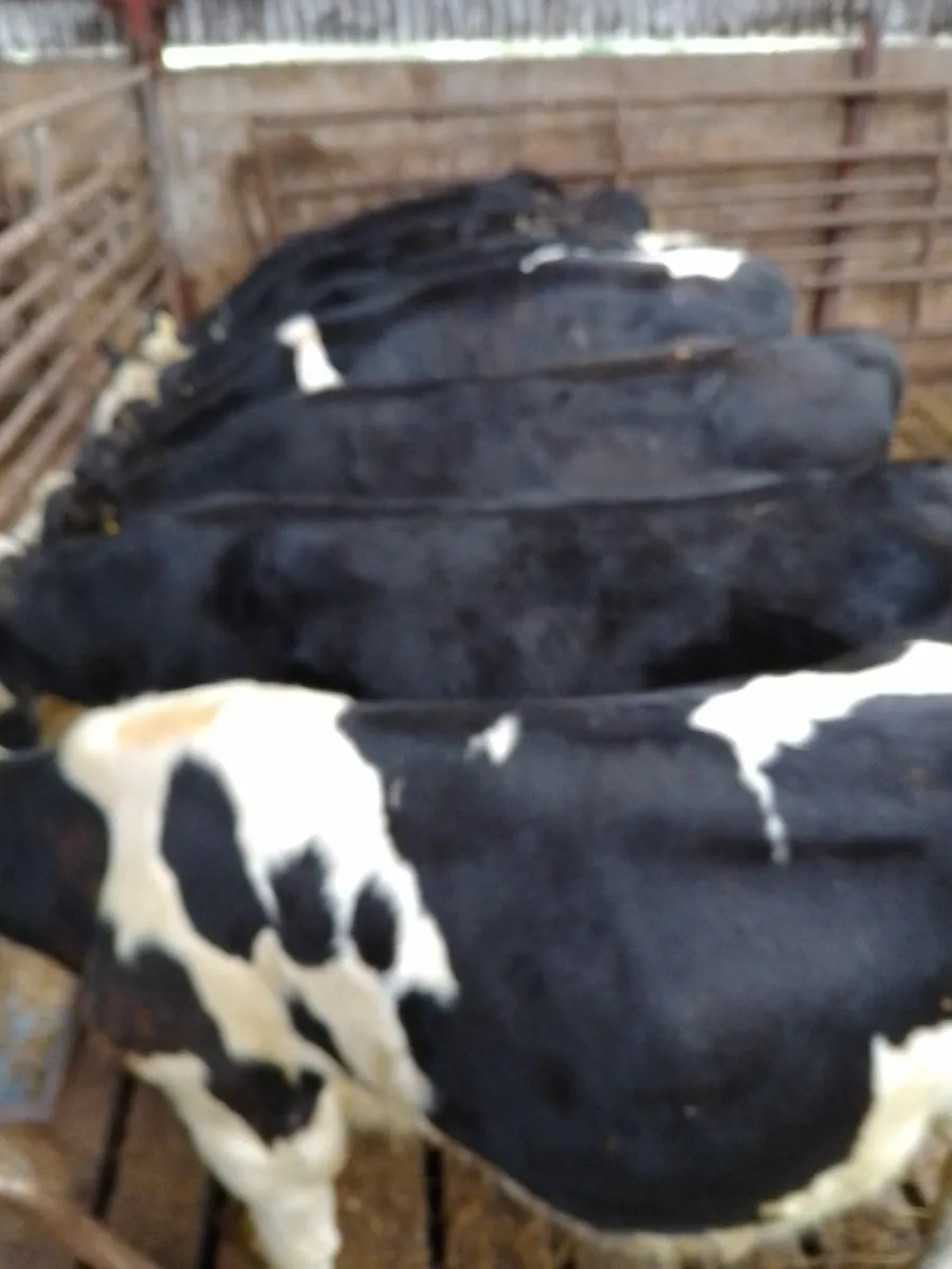 Cattle - Image 2