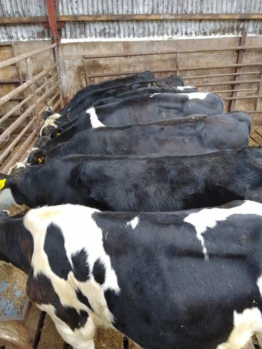 Cattle - Image 3