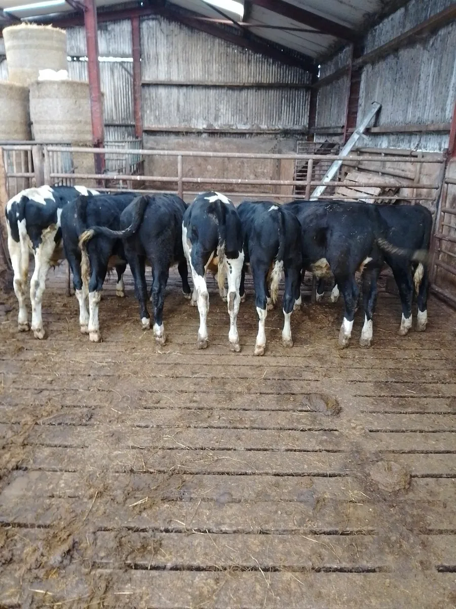 Cattle - Image 1