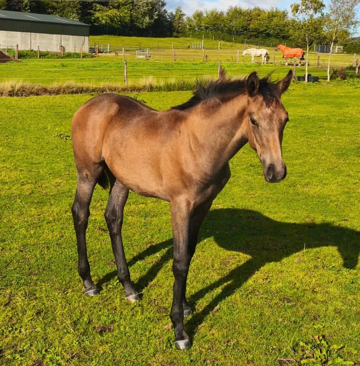 Durango VDL Colt foal for sale - Image 1