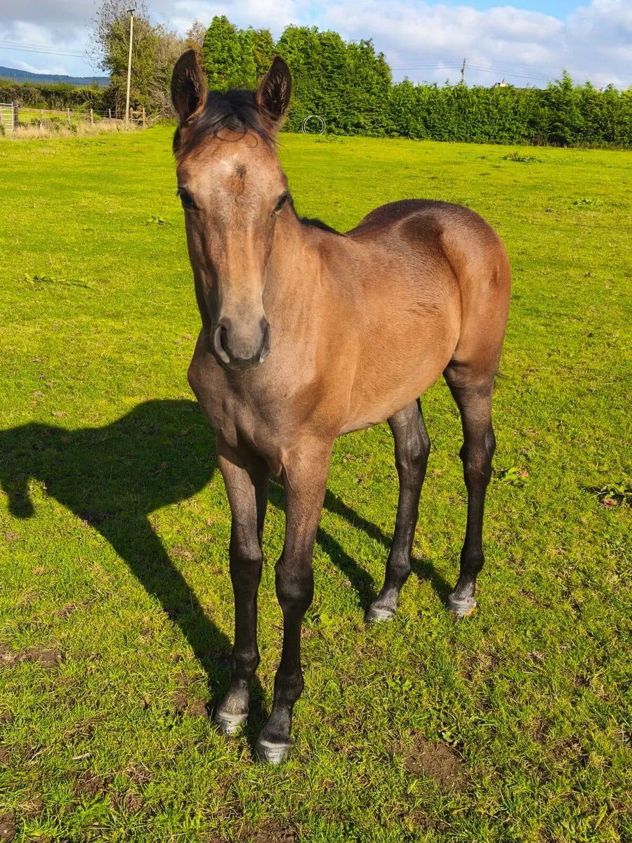 Durango VDL Colt foal for sale - Image 2