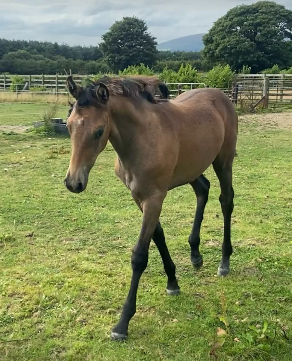 Durango VDL Colt foal for sale - Image 3
