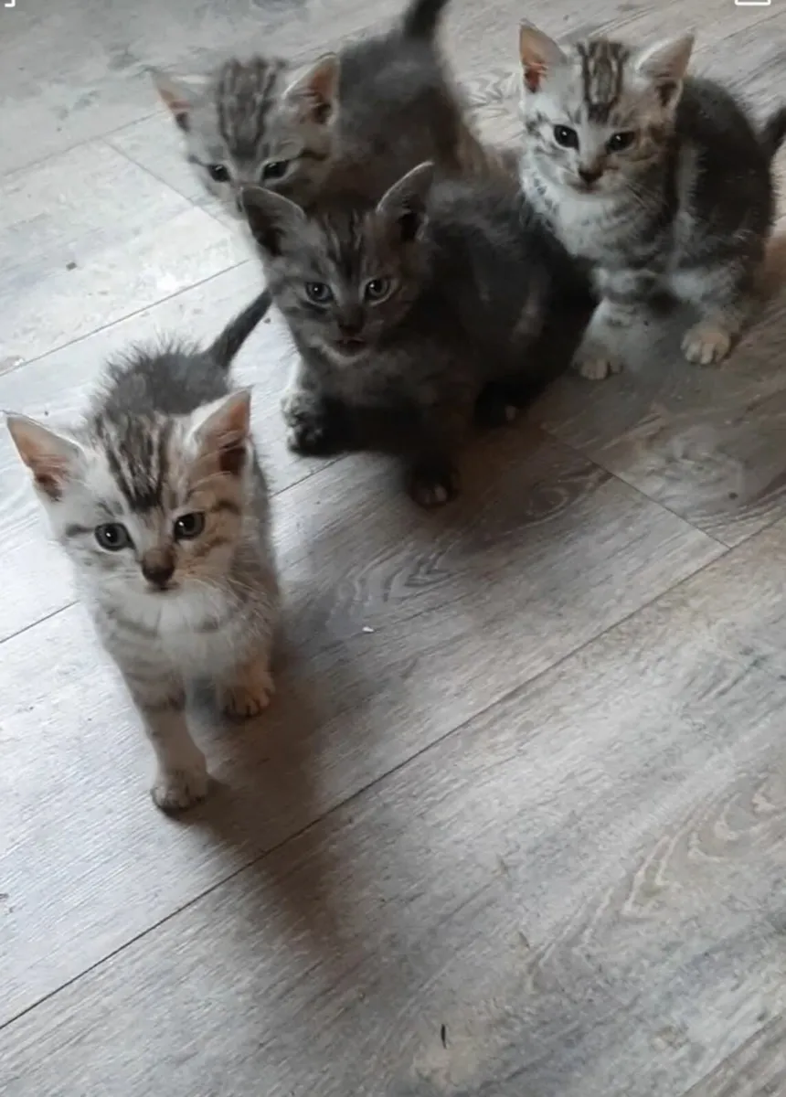 Cat - Image 4