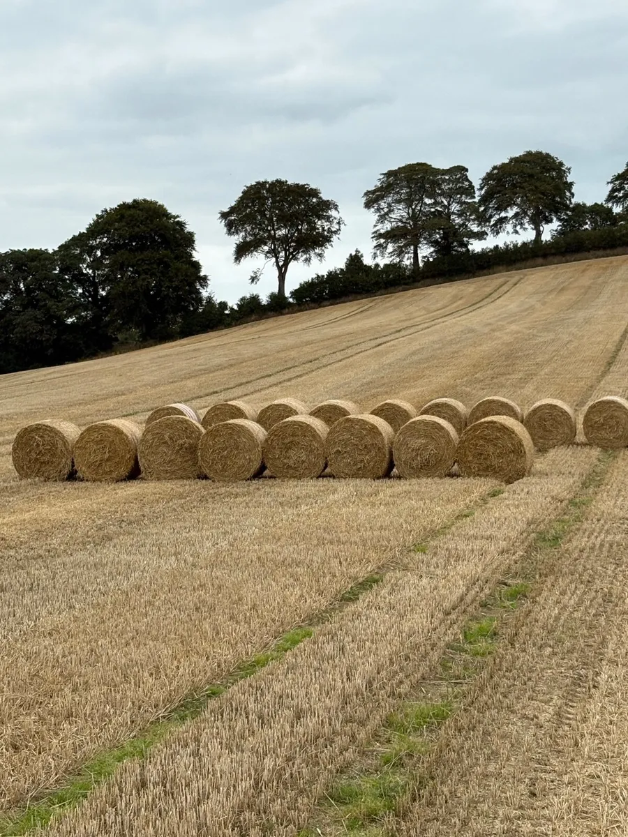Wheat and Barley Straw - Image 2