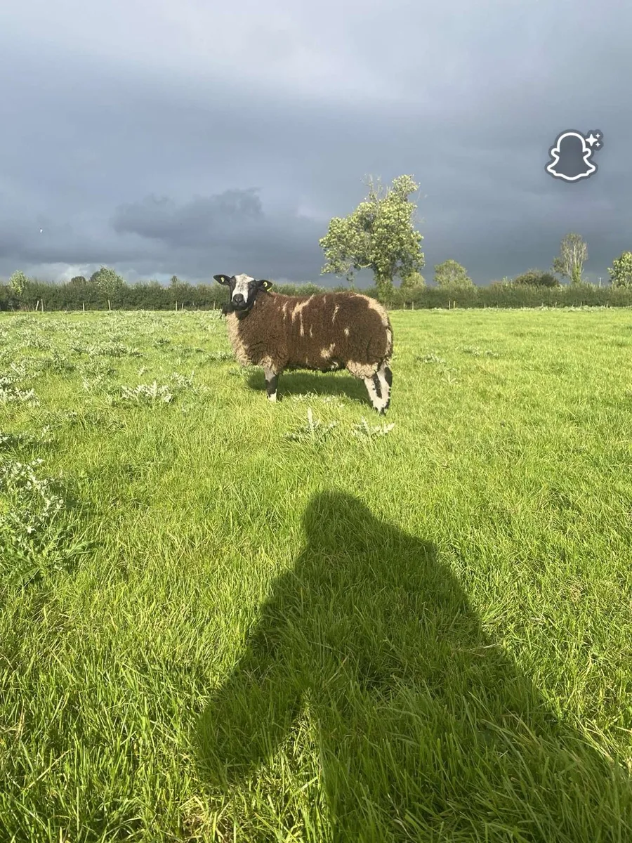 Dutch spotted ewe and ram lambs - Image 2