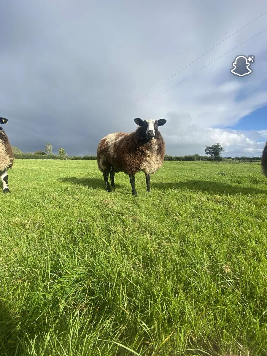 Dutch spotted ewe and ram lambs - Image 4