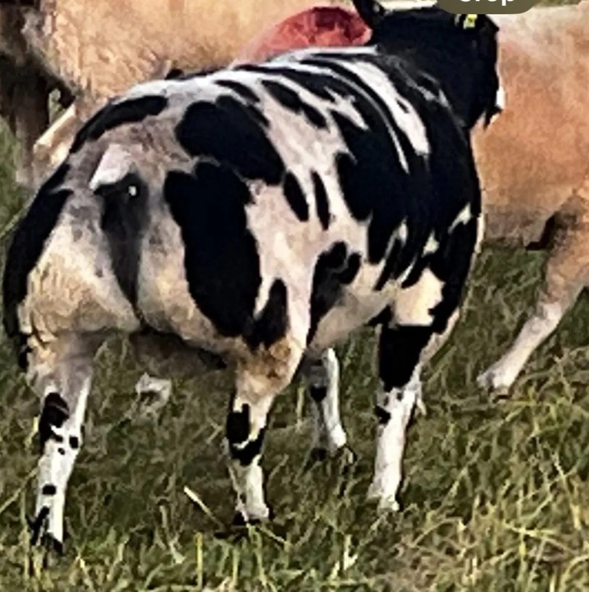 Dutch Spotted Ram - Image 1