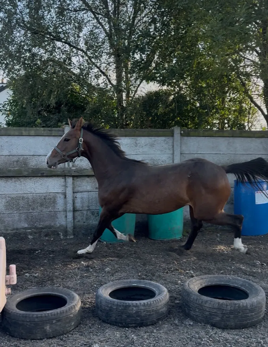 Horse