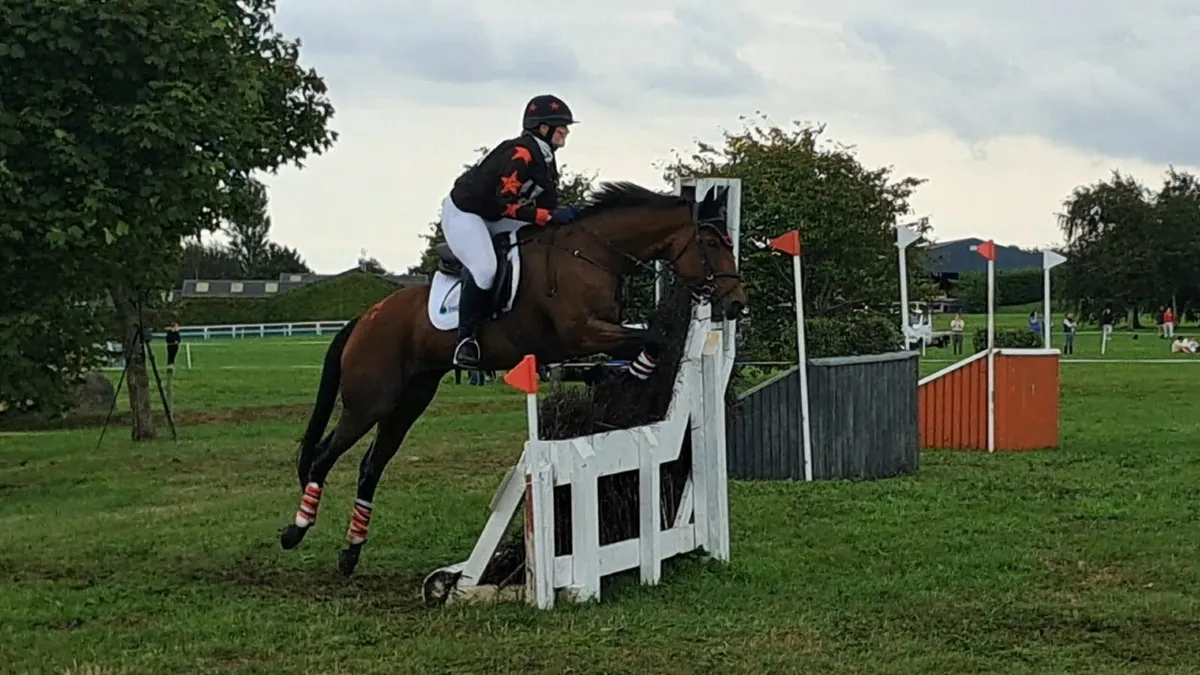 Kingsmaster Mare for Sale - Image 1