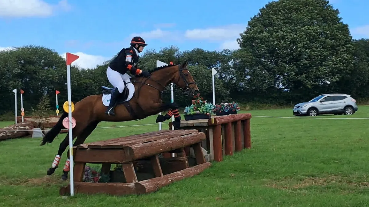 Kingsmaster Mare for Sale - Image 2