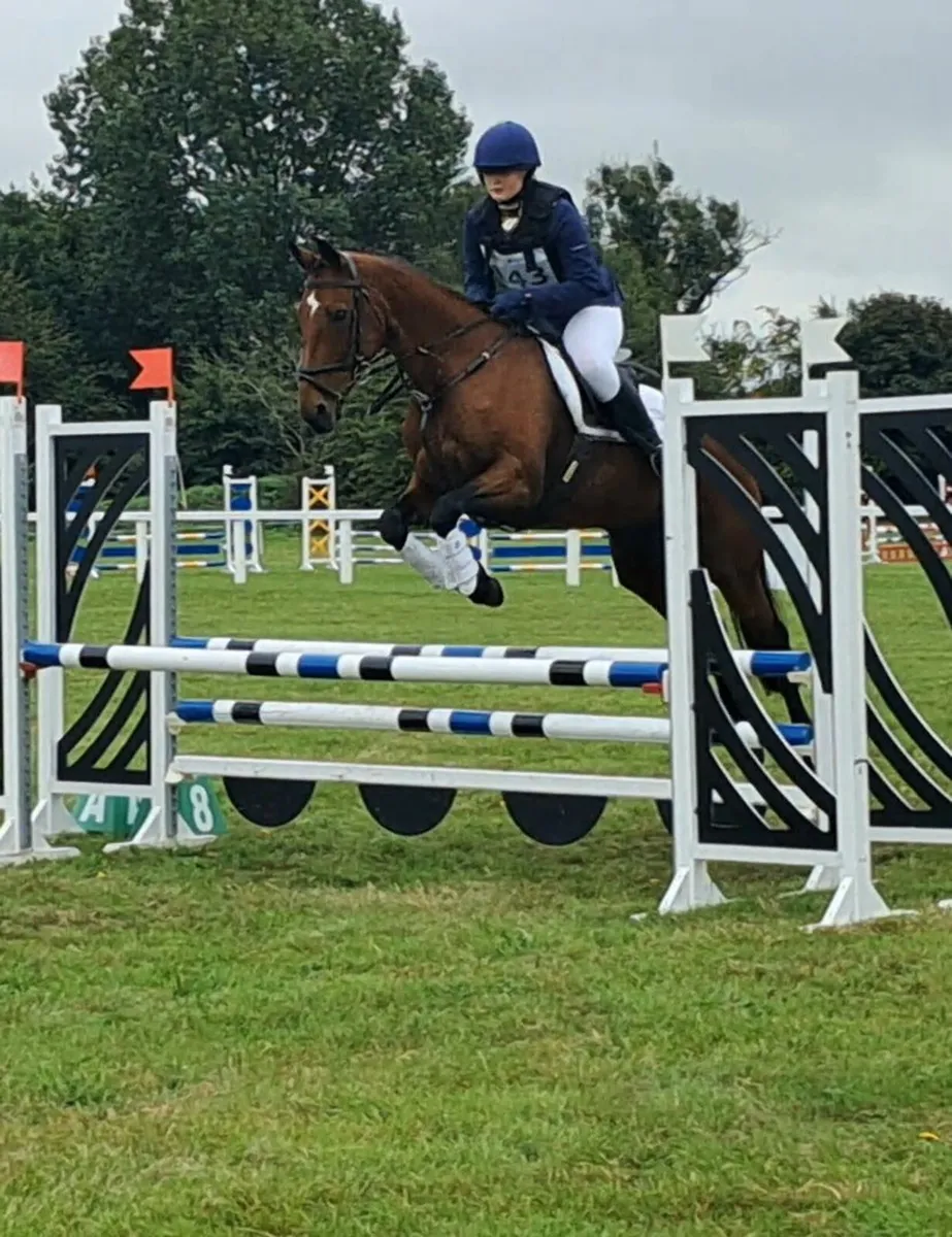 Kingsmaster Mare for Sale - Image 3