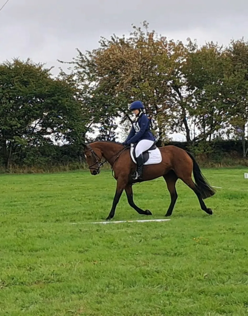 Kingsmaster Mare for Sale - Image 4