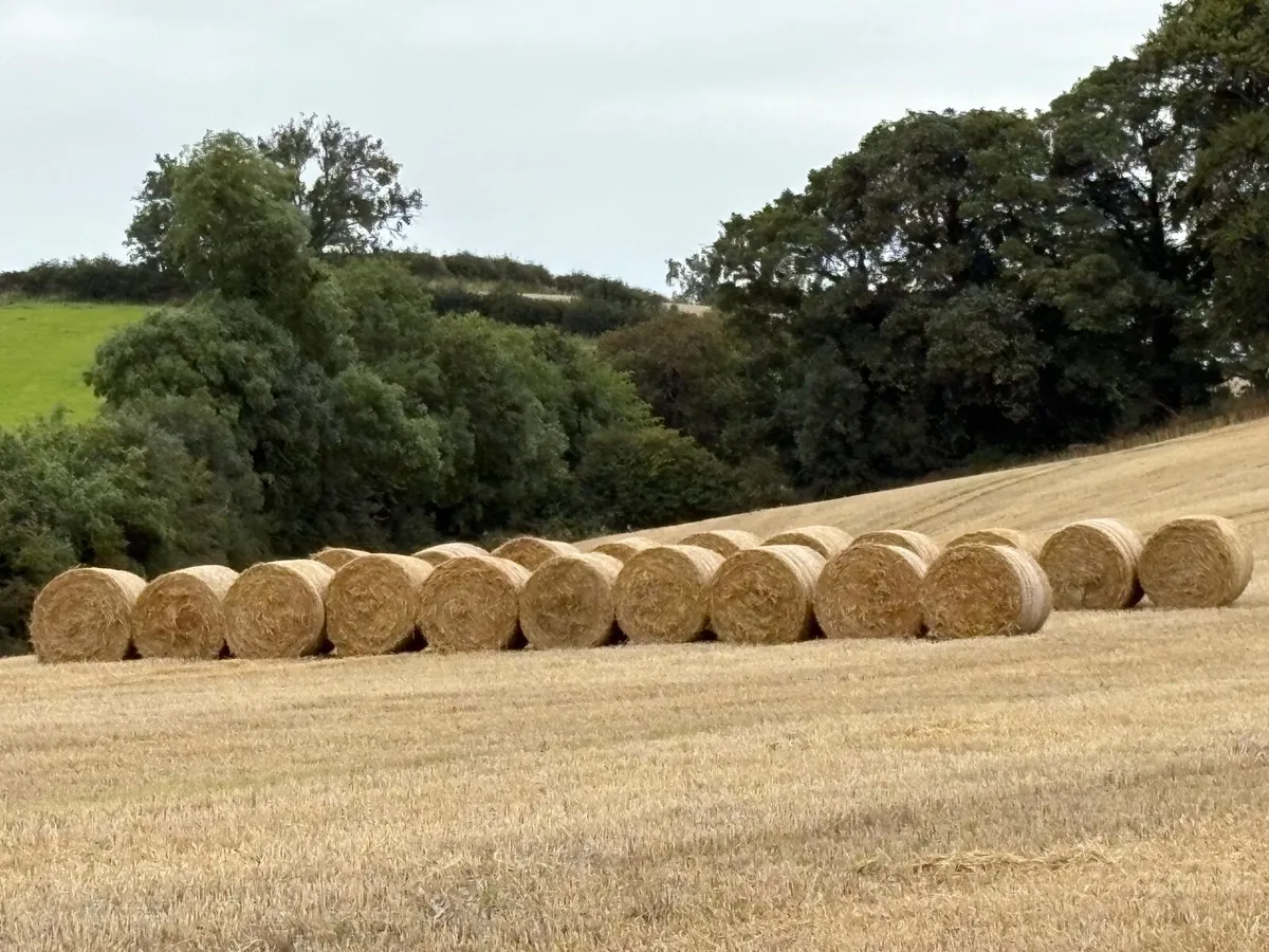 Wheat and Barley Straw - Image 3