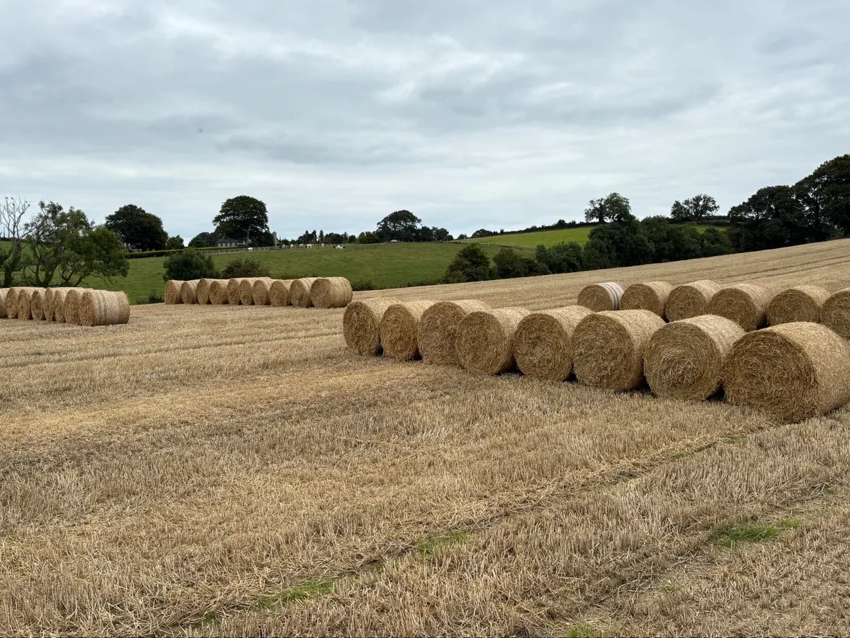 Wheat and Barley Straw - Image 4