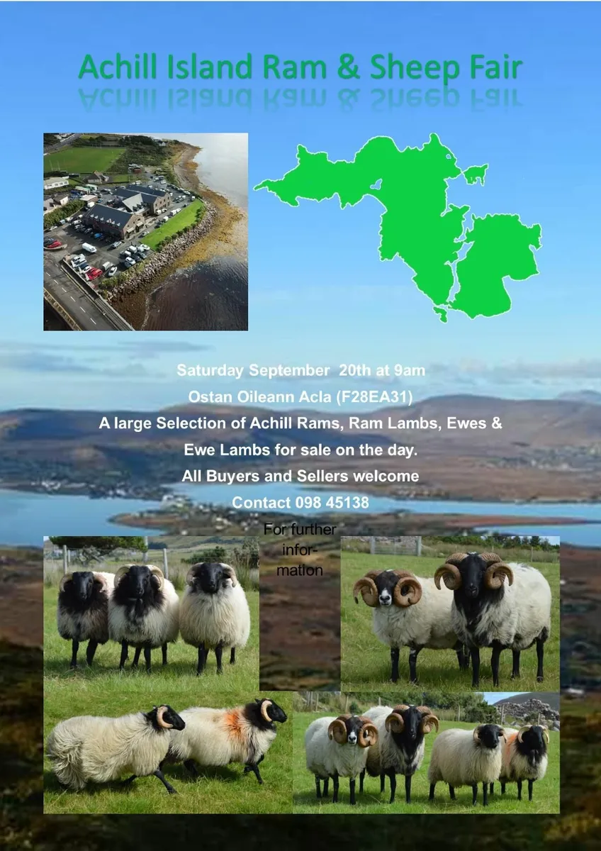 Achill Sheep Fair - Image 2