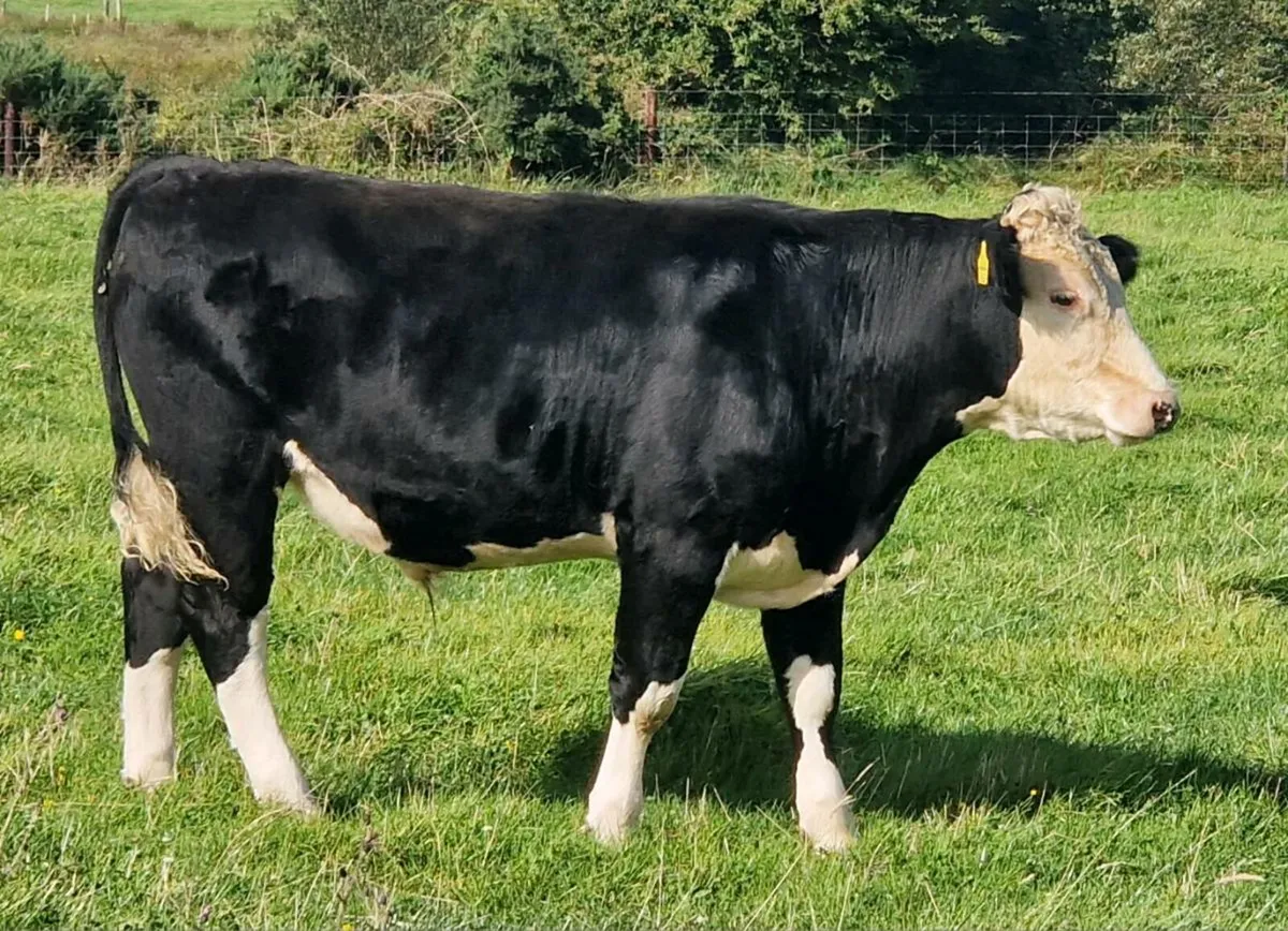 Organic Bullocks - Image 2