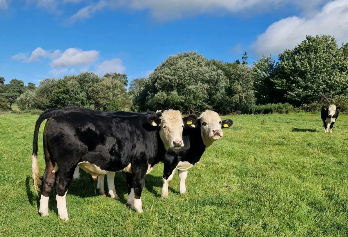 Organic Bullocks - Image 3