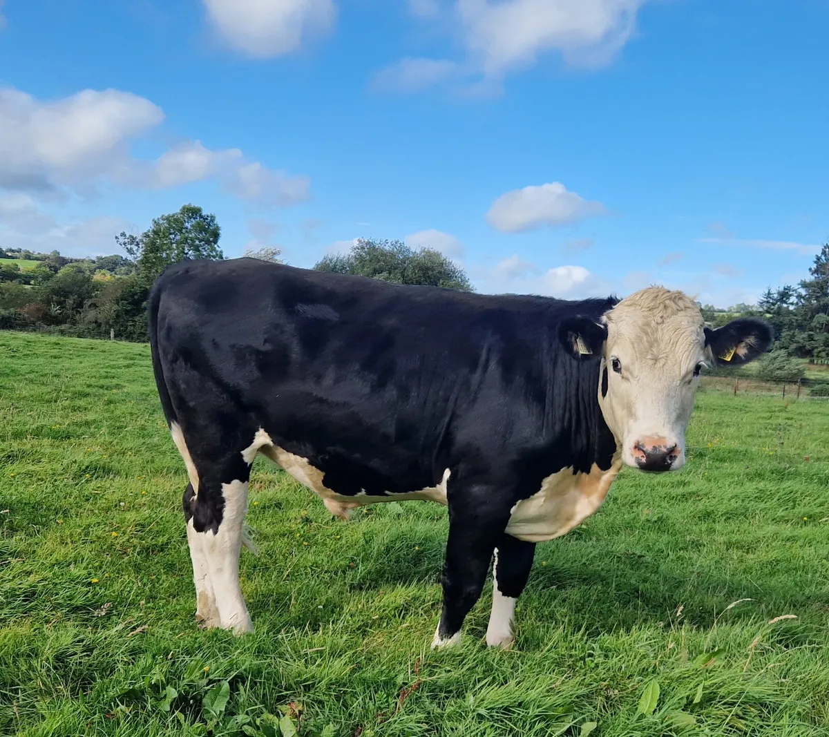 Organic Bullocks - Image 4