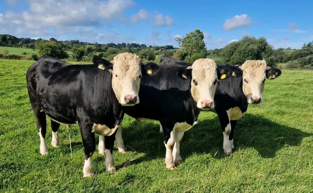 Organic Bullocks - Image 1