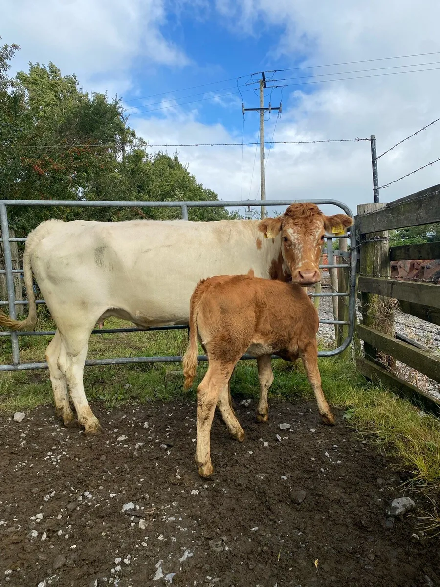 Roan First Calver and Heifer Calf , Back In Calf - Image 1